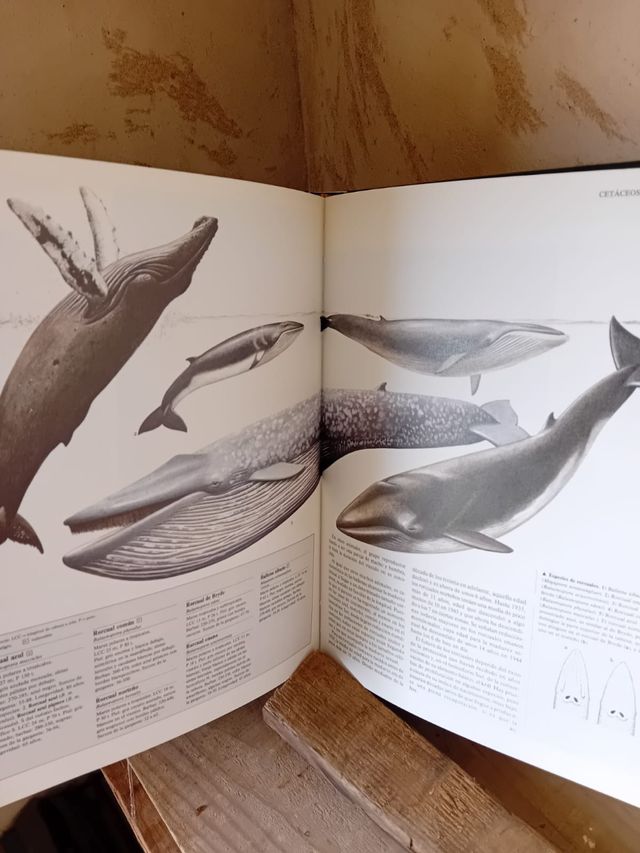 Colección enciclopedia del mundo animal