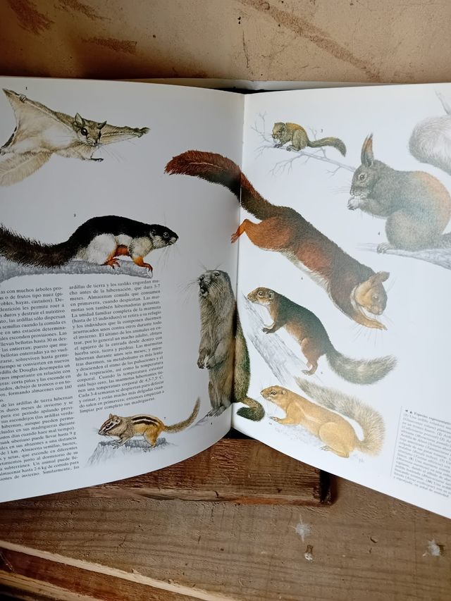 Colección enciclopedia del mundo animal