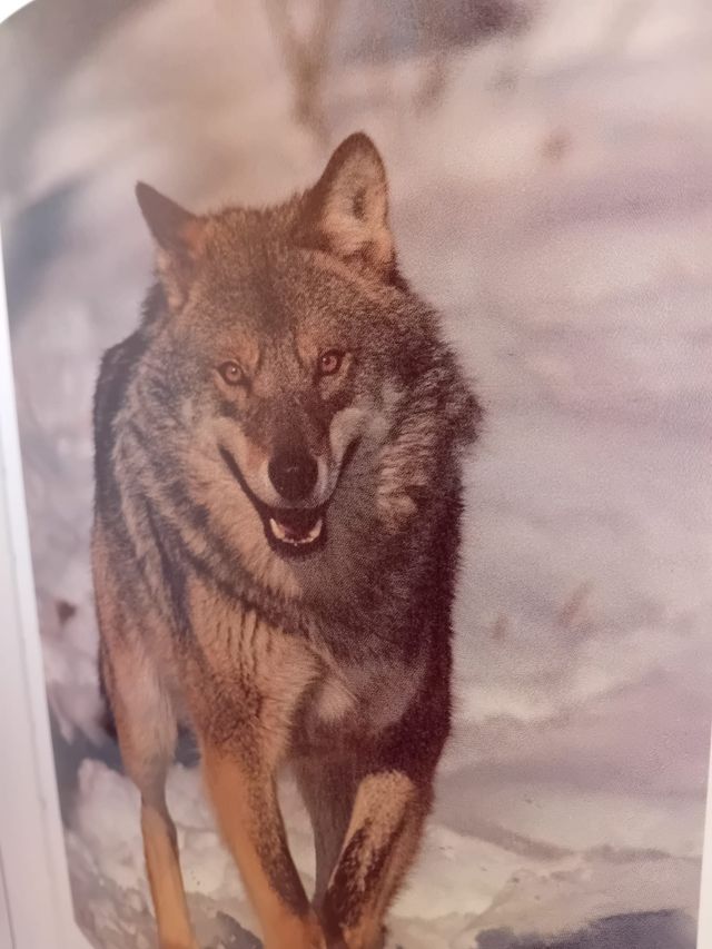 Colección enciclopedia del mundo animal