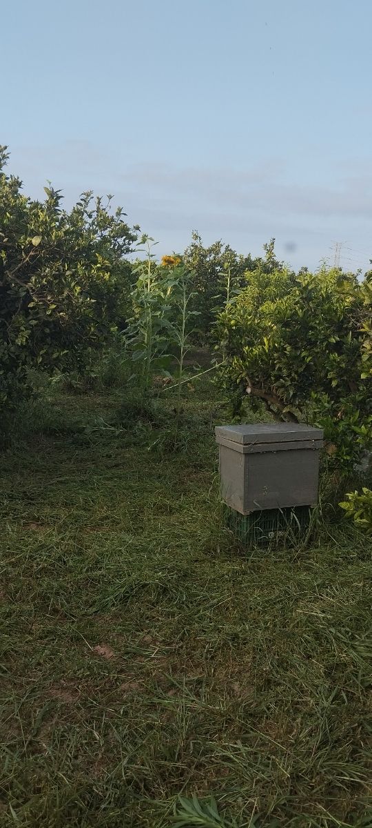 Trabajos de desbrozadora