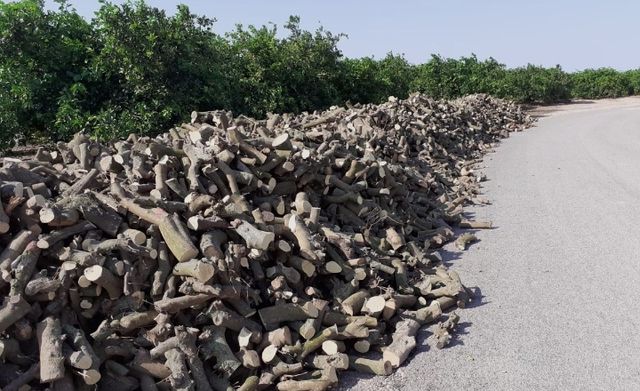 Leña para barbacoa.