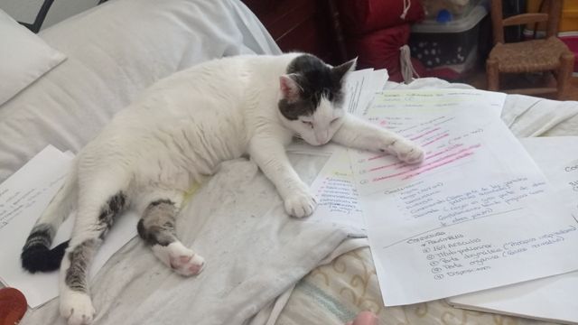 PASEADOR DE PERROS O CUIDADOR DE GATOS