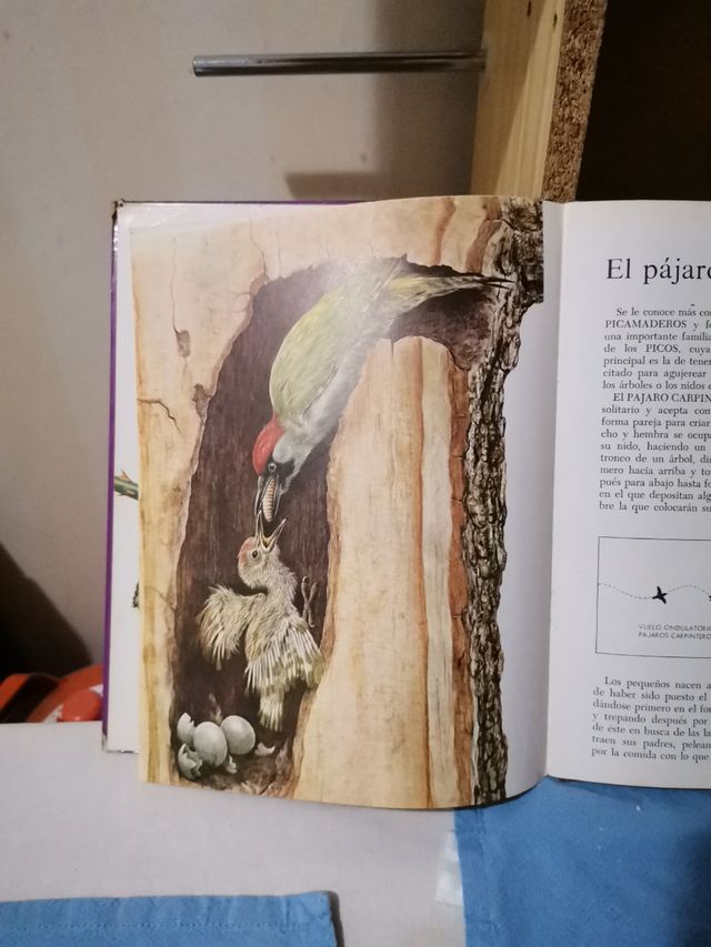 Animales del bosque Ed. Roma 1976