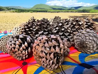 Piñas de pino