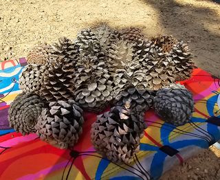 Piñas de pino