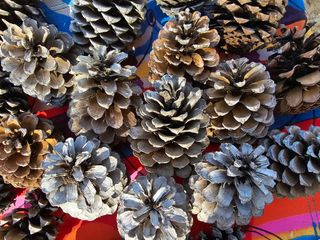 Piñas de pino