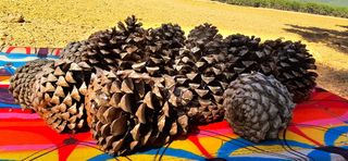 Piñas de pino