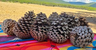 Piñas de pino