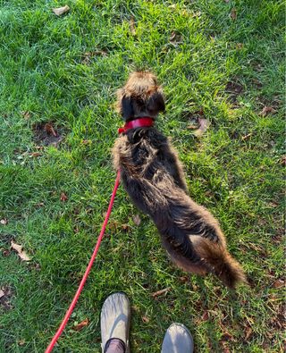 Paseos con los perros 🐾