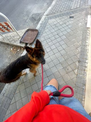 Paseos con los perros 🐾