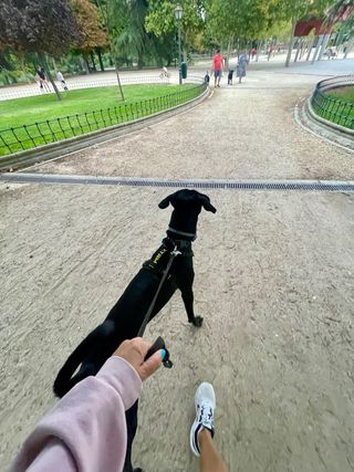 Paseos con los perros 🐾