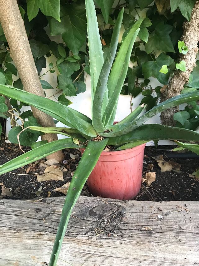 Aloe Vera