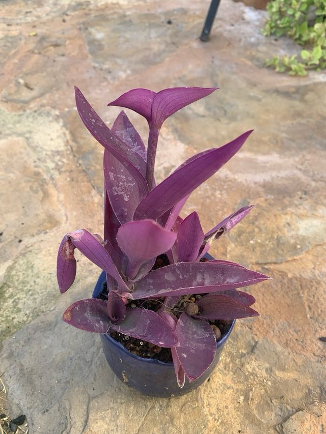 Planta tradescantia pallida