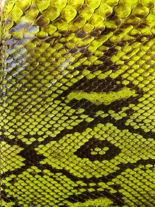 Bolso de piton Furla