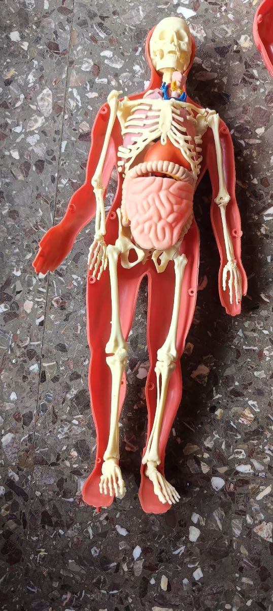 Aprende Cuerpo humano muñeco