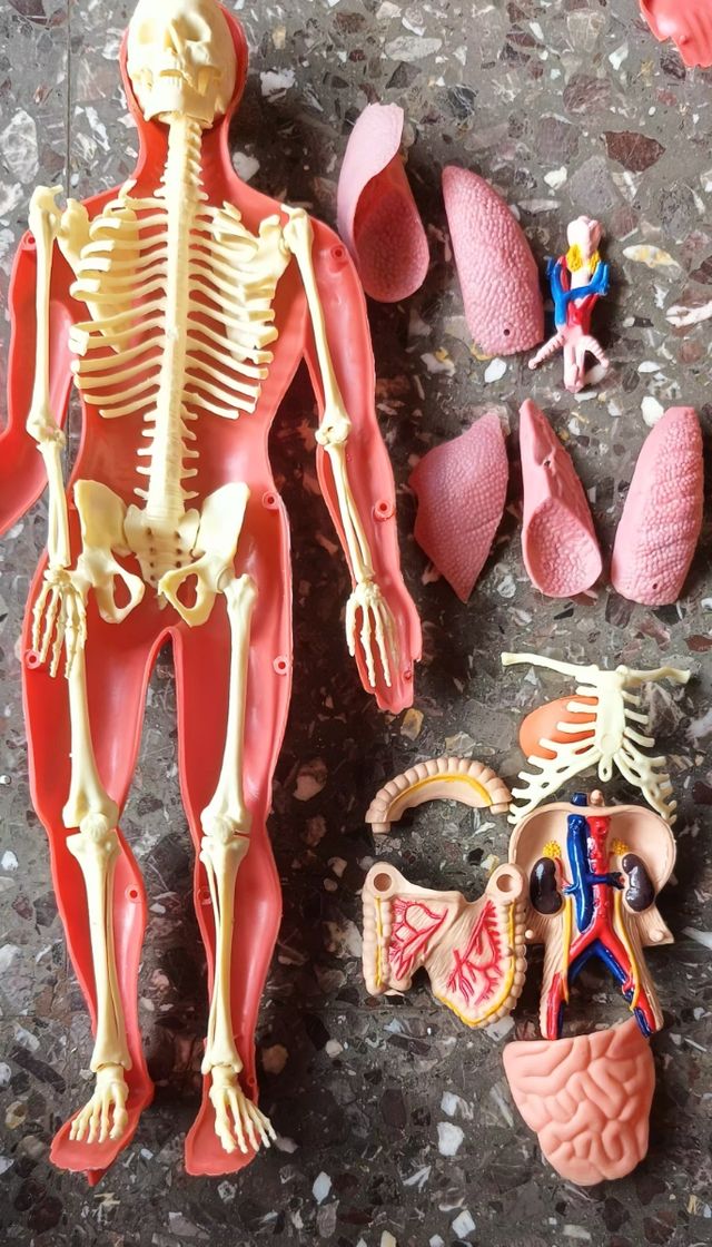 Aprende Cuerpo humano muñeco