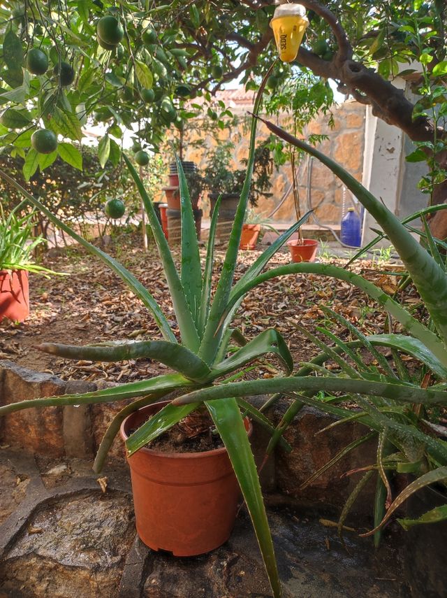 Aloe Vera