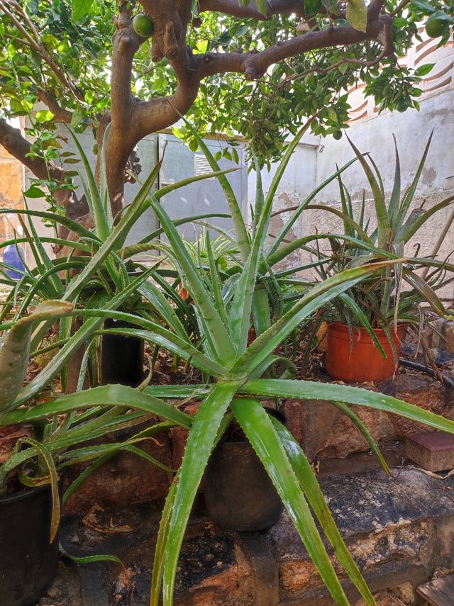 Aloe Vera