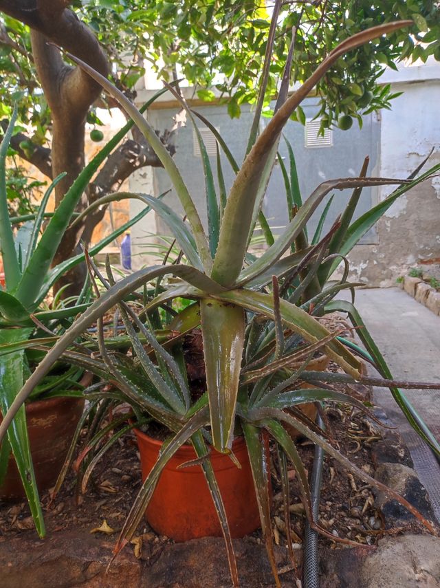 Aloe Vera