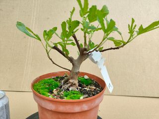 Higuera 92A Pre bonsai planta arbol
