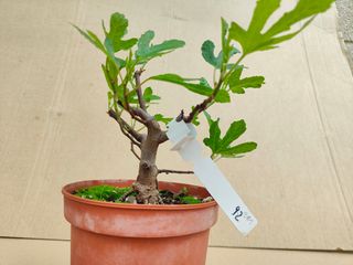 Higuera 92A Pre bonsai planta arbol