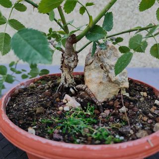 Rosal silvestre 302A Pre bonsai planta arbol