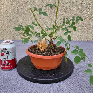 Rosal silvestre 302A Pre bonsai planta arbol