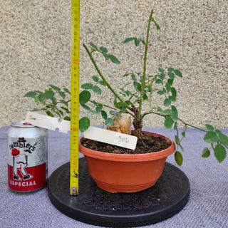 Rosal silvestre 302A Pre bonsai planta arbol
