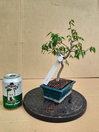 Almez 310A Pre bonsai planta arbol