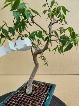 Almez 310A Pre bonsai planta arbol