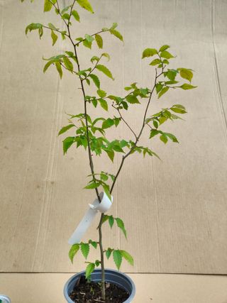 Zelkova serrata 311A Pre bonsai planta arbol