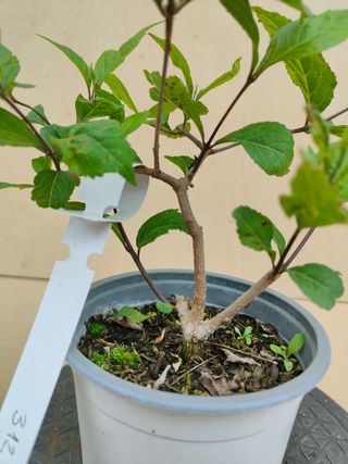 Calicarpa 312A Pre bonsai planta arbol