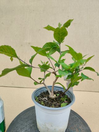 Calicarpa 312A Pre bonsai planta arbol