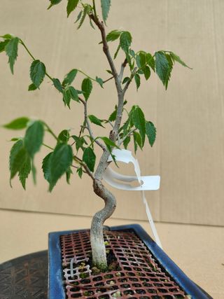 Almez 314A Pre bonsai planta arbol