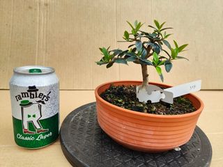 Acebuche 317A Pre bonsai planta arbol