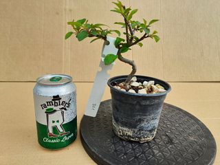 Manzano 321A Pre bonsai planta arbol
