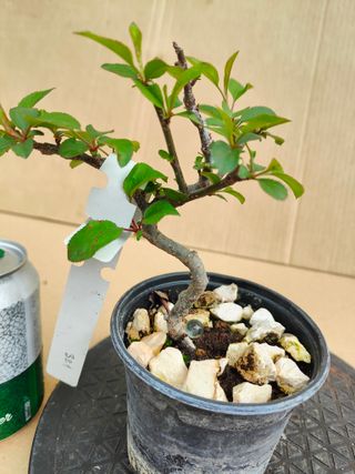 Manzano 321A Pre bonsai planta arbol