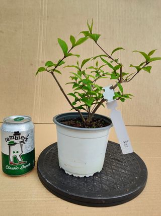 Calicarpa 323A Pre bonsai planta arbol
