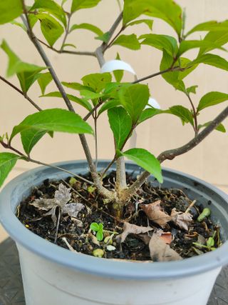 Calicarpa 323A Pre bonsai planta arbol