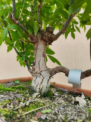 Arce Negundo 324A Pre bonsai planta arbol