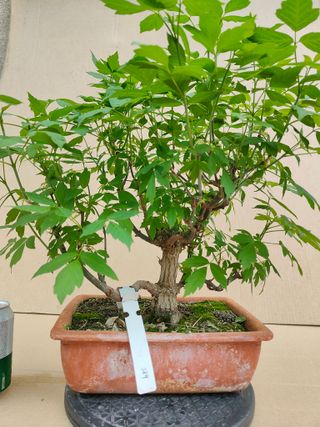 Arce Negundo 324A Pre bonsai planta arbol