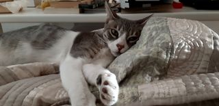 Cuidadora de perros Rincón de la Victoria