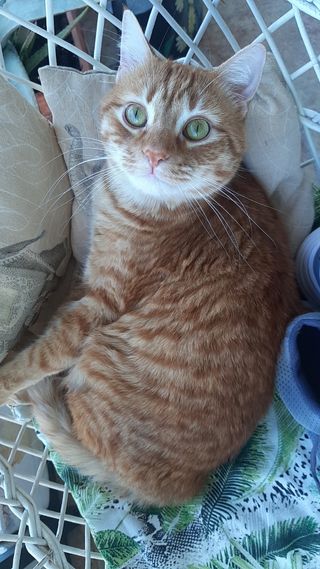 Cuidadora de perros Rincón de la Victoria