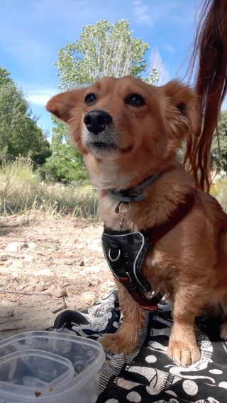Cuidadora de perros Rincón de la Victoria