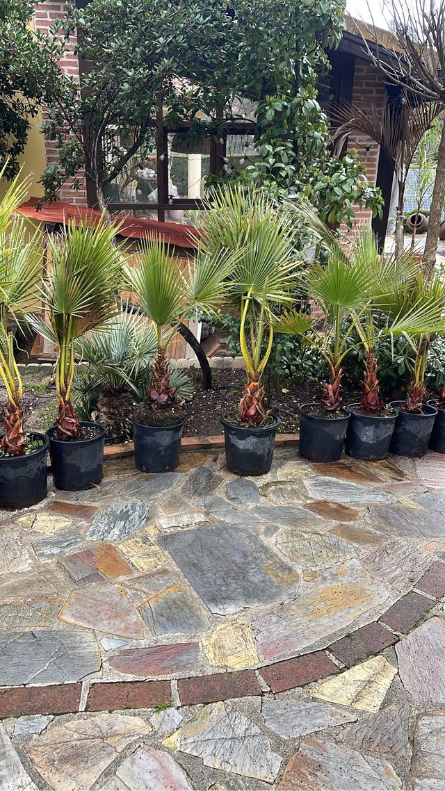 Palmera washingtonia robusta