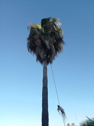 Jardinero a domicilio