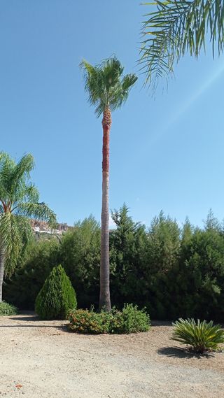 Jardinero a domicilio