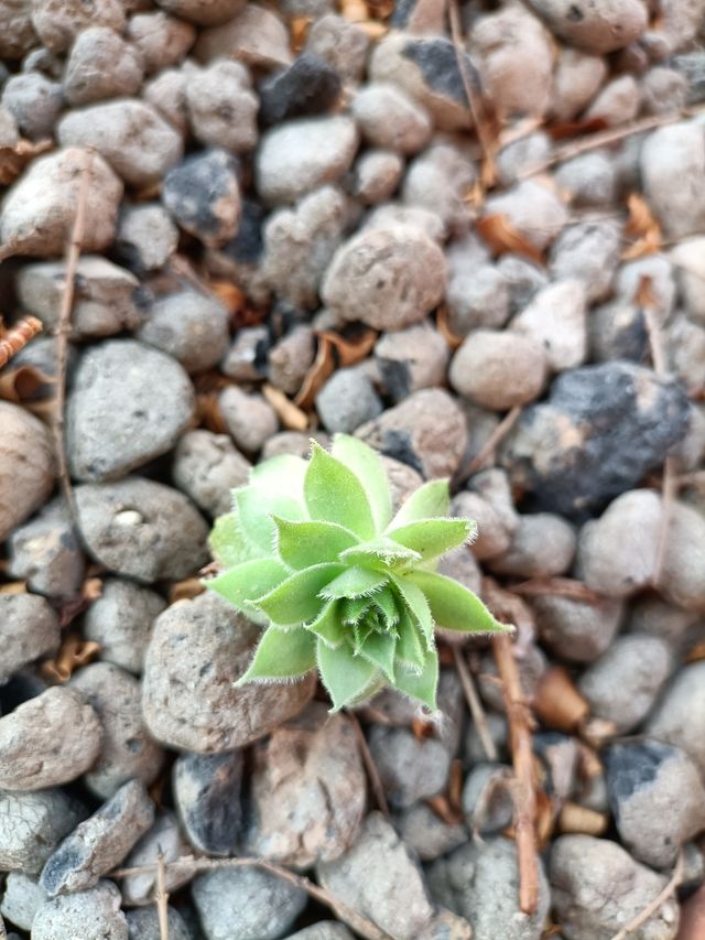 Pianta Grassa Ornamentale