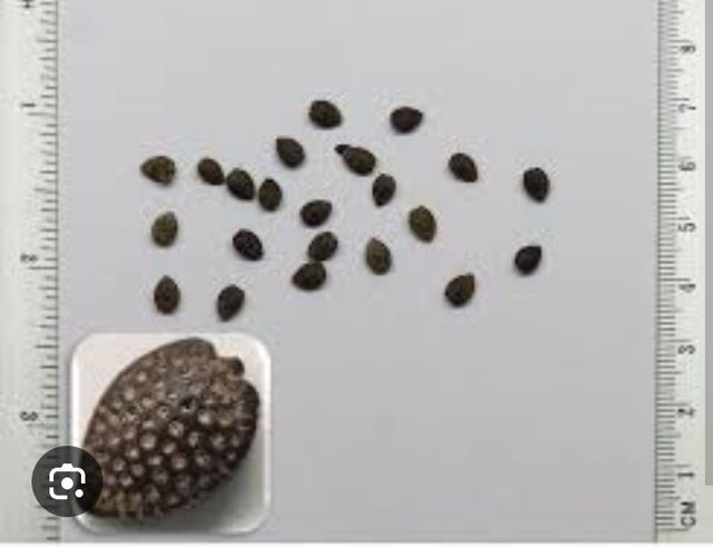 Passiflora coeruela. ESTA SEMANA .