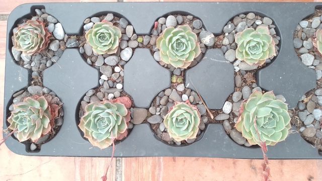 Boj natural, enraizado...